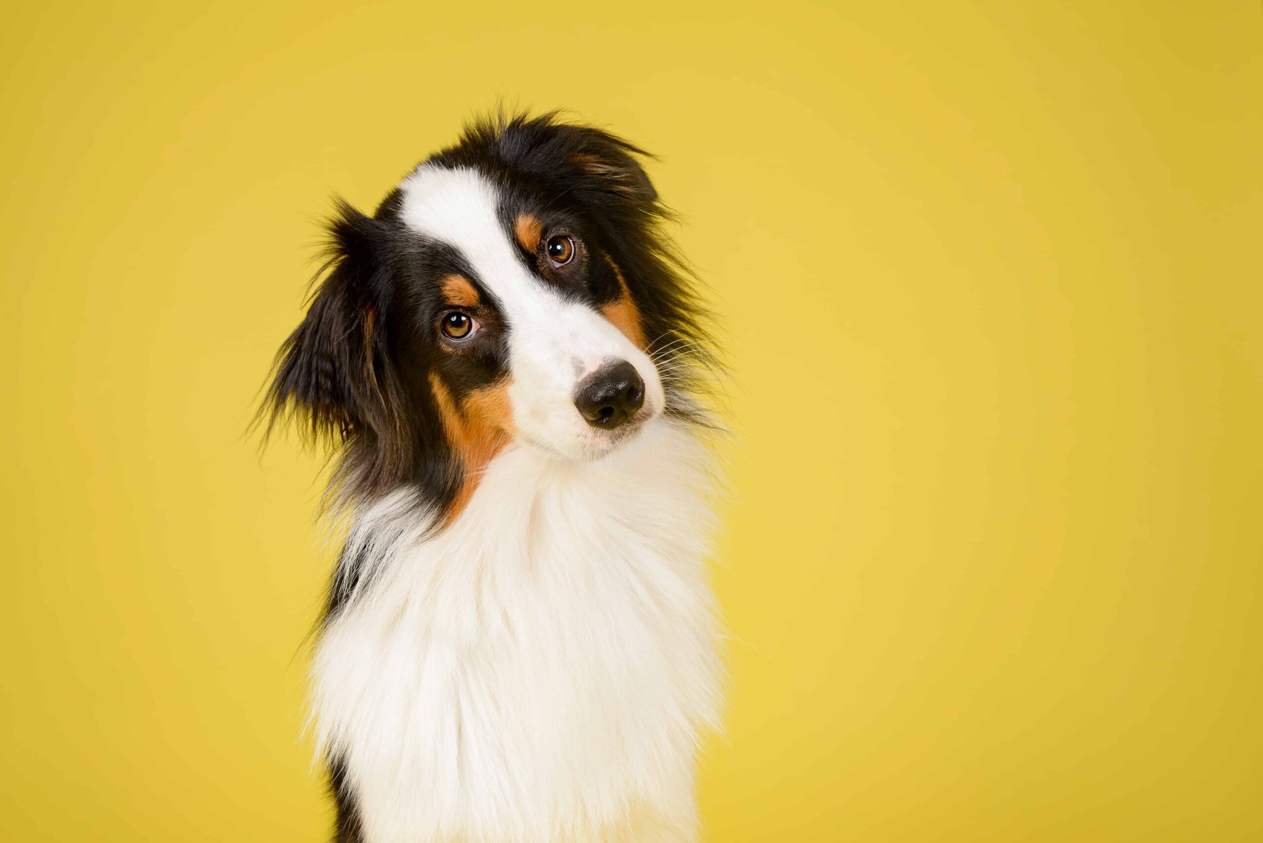 Dog shutterstock Make Calm Lovely