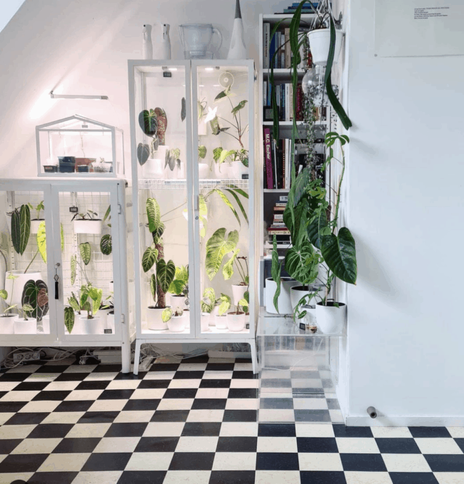 White glass cabinet full of plants.