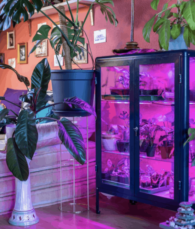 Black glass cabinet with purple LED lights.