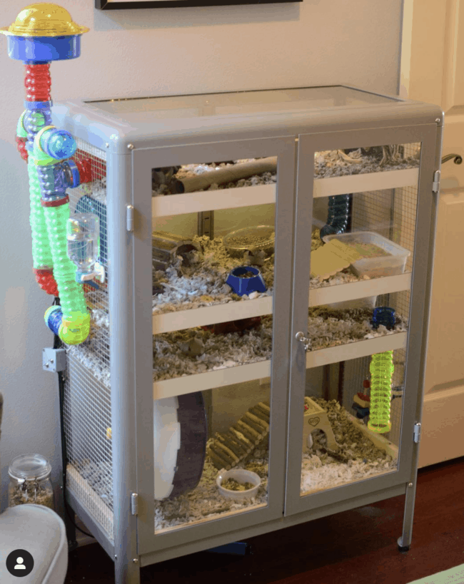 Grey glass cabinet full of hamster equipment.