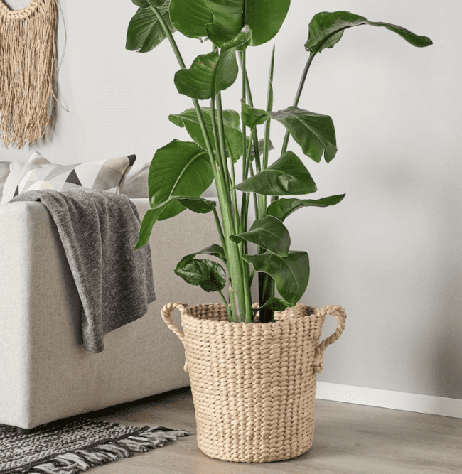 Best ideas for displaying your house plants from IKEA