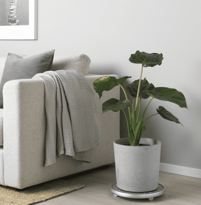 Best ideas for displaying your house plants from IKEA
