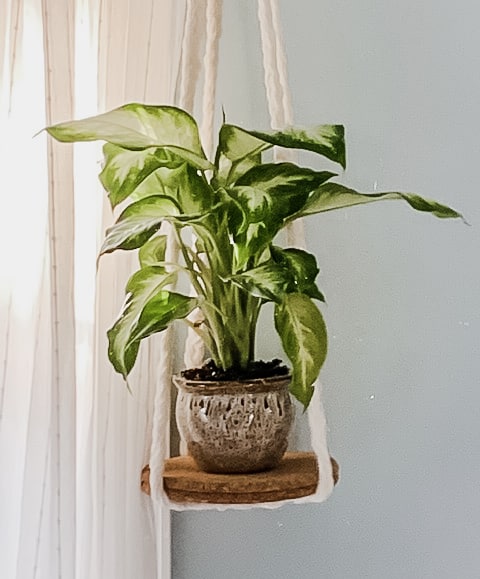 plant 1 - Make Calm Lovely