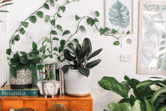 Houseplants in a living room.